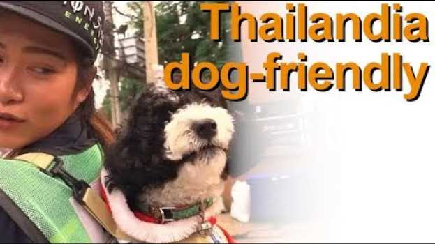 Video Vivere in Thailandia: Spazzina porta il cane a lavoro (18-09-2019) in English