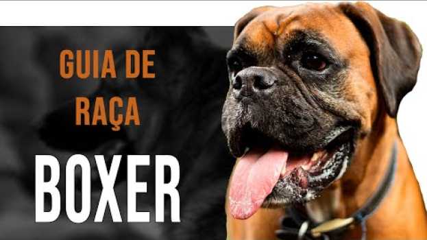Video Boxer - Tudo sobre a raça en Español