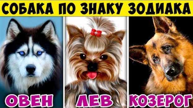 Видео КАКАЯ ПОРОДА СОБАКИ ПОДХОДИТ ТЕБЕ ПО ЗНАКУ ЗОДИАКА. Какая ты Собака по Знаку зодиака на русском