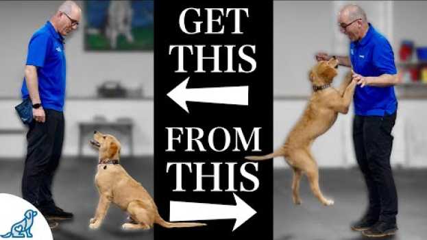 Video Teach Your Dog To Stop Jumping Up In 4 Simple Steps! en français