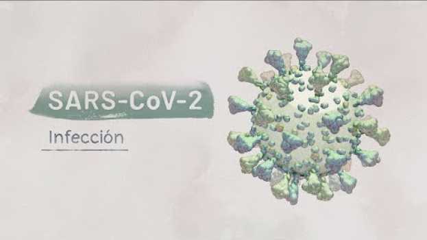 Video La biología del SARS-CoV-2: Infección | Video HHMI BioInteractive in English