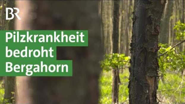 Видео Klimawandel: Rußrindenkrankheit wird zur Gefahr für den Bergahorn | Unser Land | BR на русском