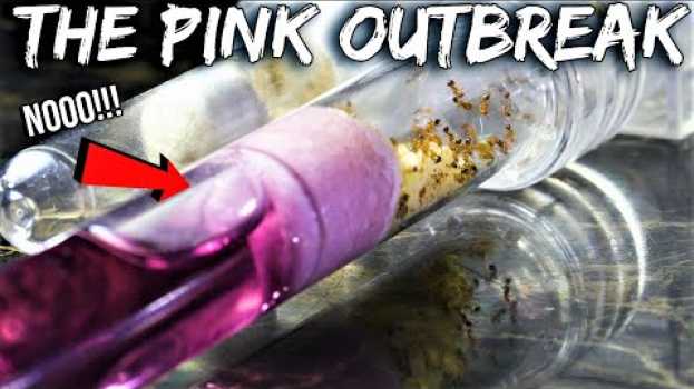 Video OH NO! MY FIRE ANTS ARE IN DANGER | The "Pink Outbreak" na Polish