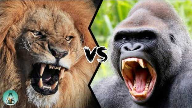 Video LION VS GORILLA - Who would win this fight? en français