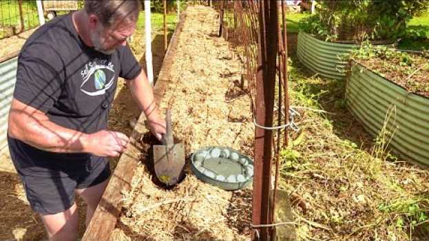 Video 7 Things You Can BURY in the GARDEN to Improve the Soil em Portuguese