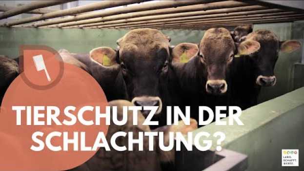Video Glori goes Schlachtung | Tierschutz an einem industriellen Schlachthof? en français