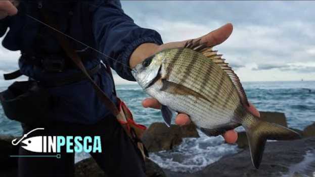Видео Pesca con la Bolognese e Bigattini | Dove c'era la nave Concord 🛳️ на русском