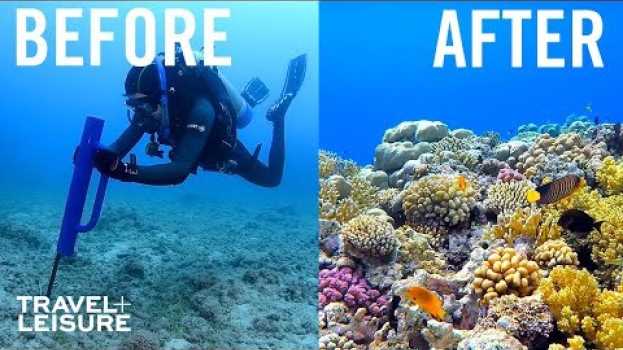Video How Scientists Are Restoring The Great Barrier Reef | Travel + Leisure en Español