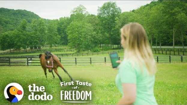Video Starving Horse Becomes So Gorgeous And HAPPY  | The Dodo First Taste Of Freedom em Portuguese