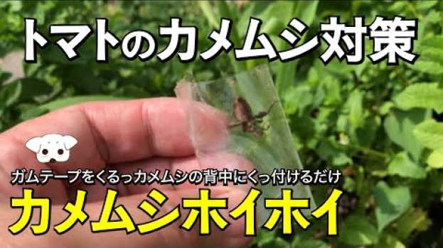 Video  in English