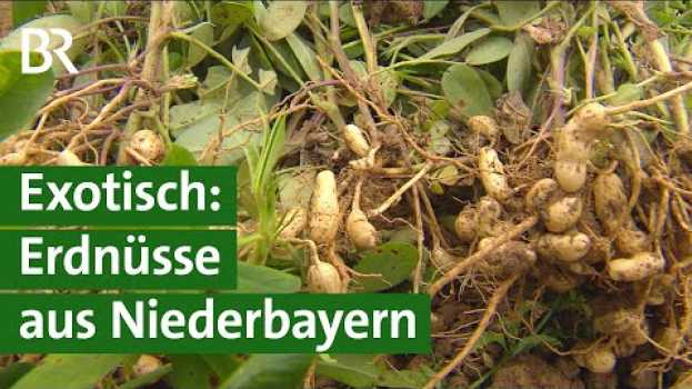 Video Erdnüsse aus Bayern – Erste Versuche mit dem Anbau erfolgreich | Unser Land | BR em Portuguese