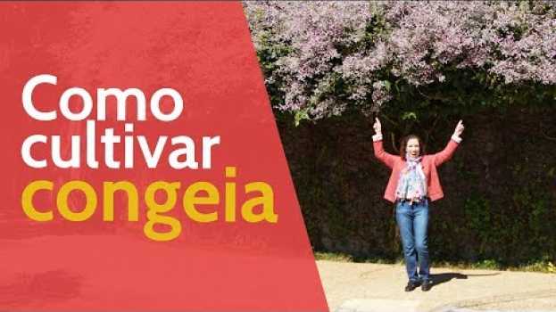 Video Como Cultivar Congeia | Nô Figueiredo en Español