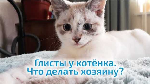 Видео Глисты у котёнка  Что делать хозяину? на русском