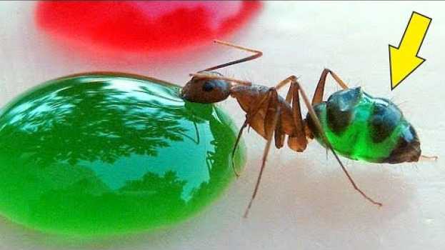 Video Я покрасил Муравьев! Разноцветные муравьи! alex boyko en Español
