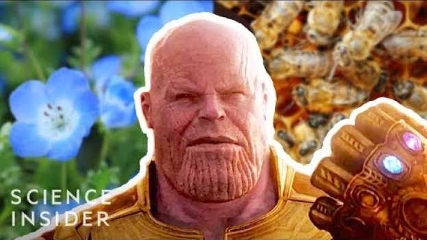 Video What If Thanos Really Had Eliminated 50% Of All Life, Like In 'Avengers: Infinity War' em Portuguese
