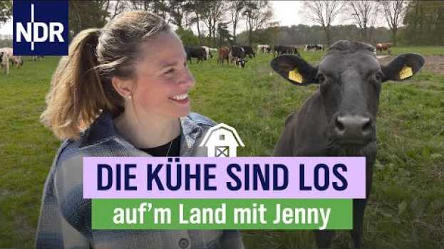 Video Weideauftrieb: Der große Tag bei Jenny und Sven Ole | Folge 12 | NDR auf'm Land na Polish