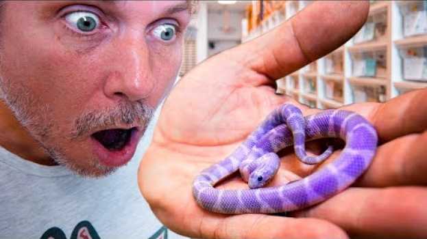 Video PURPLE SNAKES ARE REAL!! WE JUST HATCHED SOME!! | BRIAN BARCZYK en français