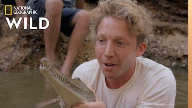 Video Freshwater Crocodiles Finding New Territory | Out There With Jack Randall in English