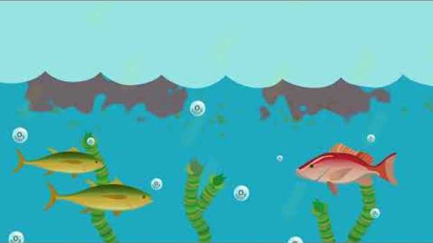Video What is eutrophication? na Polish