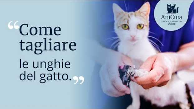 Video Tutorial su Come Tagliare le Unghie al Gatto em Portuguese