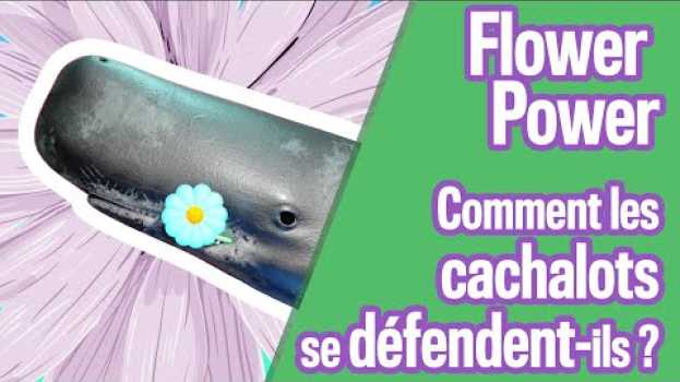 Видео Flower Power - Comment les cachalots se défendent-ils ? Cuicui Express #10 на русском