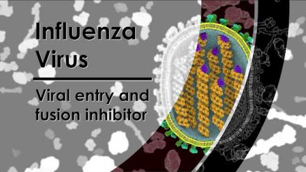 Video Influenza Virus - Viral entry and fusion inhibitor su italiano