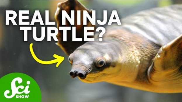 Video How Turtles Pee Out of Their Mouths & Other Fun Facts su italiano