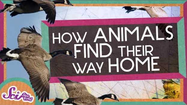 Видео How Animals Find Their Way Home! на русском