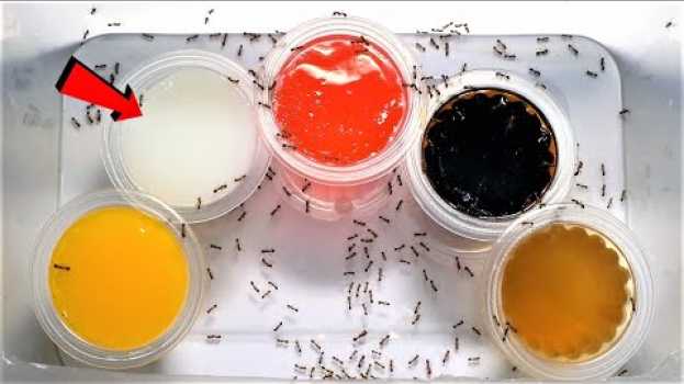 Video Which of these FIVE FLAVOURS will FIRE ANTS love most? | Fire Ant Taste Test en Español