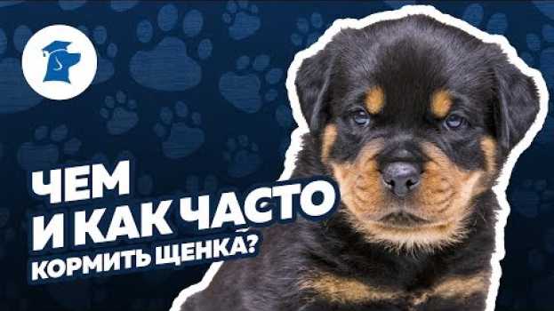 Video Чем кормить щенка, сколько раз кормить щенка na Polish