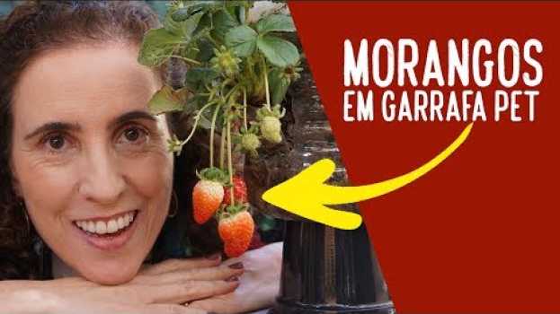Video Como Cultivar Morangos em Garrafa Pet | Nô Figueiredo en Español