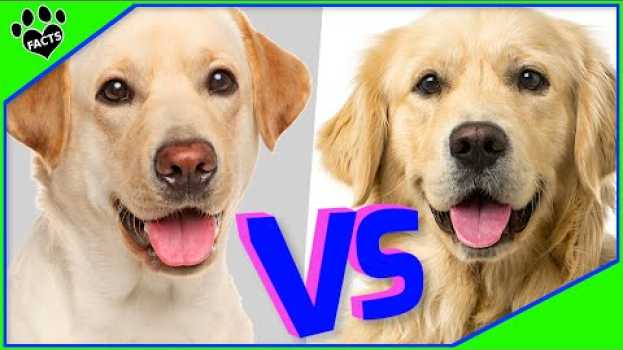Video Labrador Retriever vs. Golden Retriever: Which is the Best Family Dog? em Portuguese