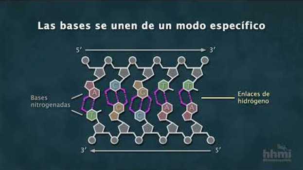 Video La estructura química del ADN | Video HHMI BioInteractive in English