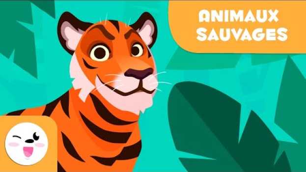 Video Les animaux sauvages pour les enfants - Vocabulaire pour les enfants em Portuguese