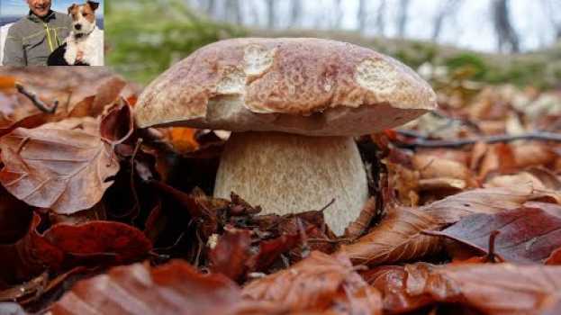 Видео Bellissimi funghi porcini raccolti nel parco dei Cento Laghi novembre 2018 на русском