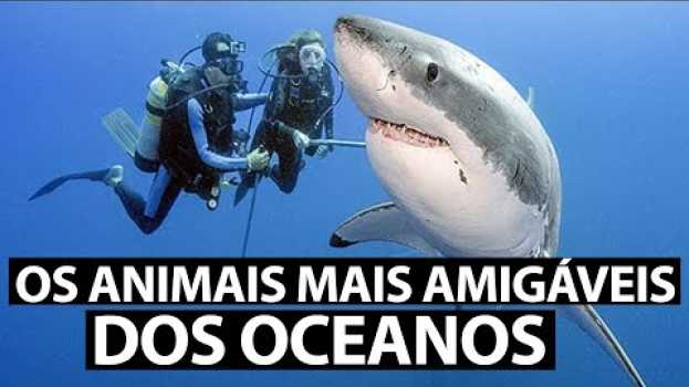 Video Os 7 animais MAIS AMIGÁVEIS dos oceanos in English