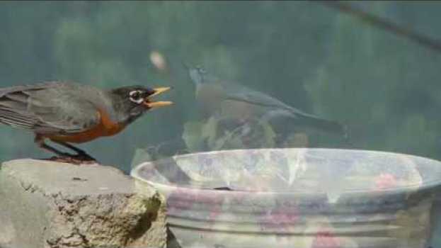 Video Watch This! - Backyard Birding Guide em Portuguese