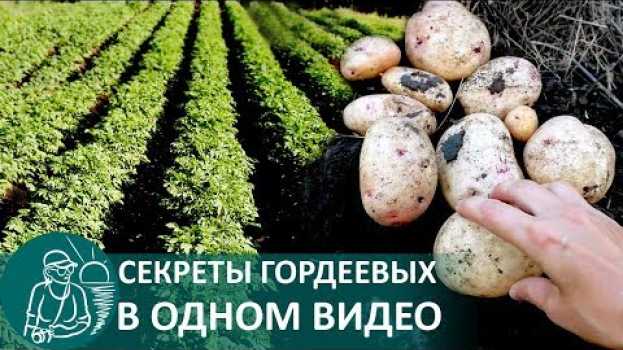 Video 🥔 Посадка картофеля в траншеях 🌿 Выращивание по технологии Гордеевых en français