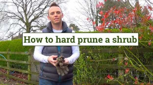 Video How to Hard Prune shrubs & plants em Portuguese