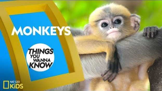 Video Cool Facts About Monkeys | Things You Wanna Know em Portuguese
