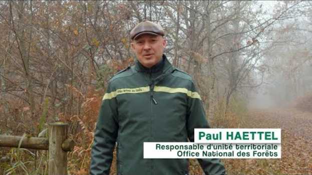 Video Le métier de chef d'unité forestière territoriale su italiano