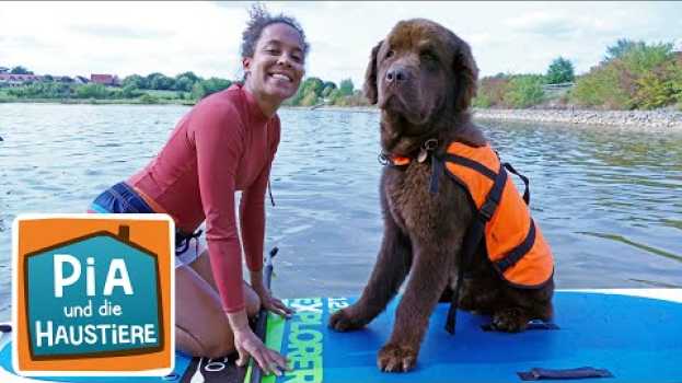 Video Ein Tag beim Hundeschwimmen | Information für Kinder | Pia und die Haustiere | Spezial in English