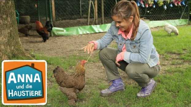 Video Huhn | Information  für Kinder | Anna und die Haustiere en français