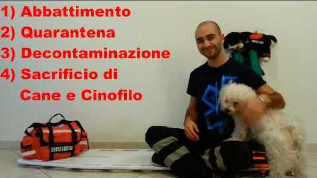 Video 4 conseguenze per cani da ricerca e soccorso che possono comportarne anche l'ABBATTIMENTO su italiano