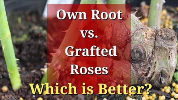 Видео Own Root vs Grafted Roses: Which are Better? на русском