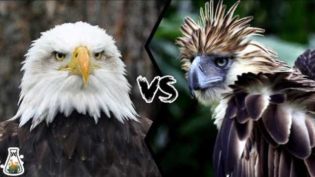 Видео BALD EAGLE VS PHILIPPINE EAGLE - Which is the strongest? на русском