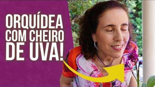 Video 🍇 Tudo Sobre a Orquídea Grapete! | Nô Figueiredo en Español