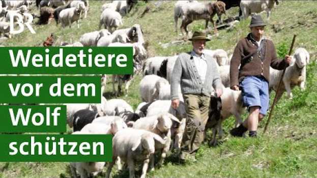 Видео Wölfe in Oberbayern: Wie kann man Schafe und Ziegen schützen? | Herdenschutz | Unser Land | BR на русском