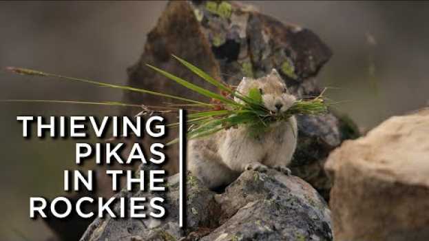 Видео Pikas in the Rockies steal from their neighbours to survive на русском