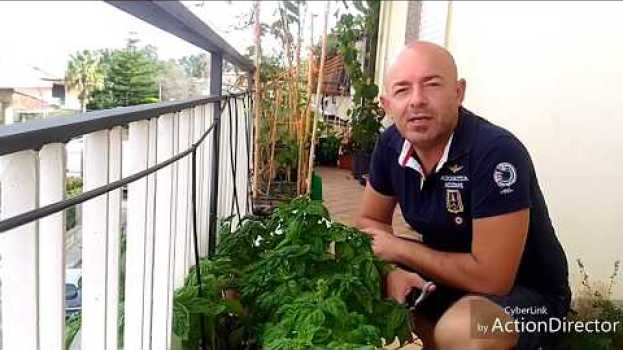 Video Basilico, come tagliarlo per allungare la vita della pianta. em Portuguese